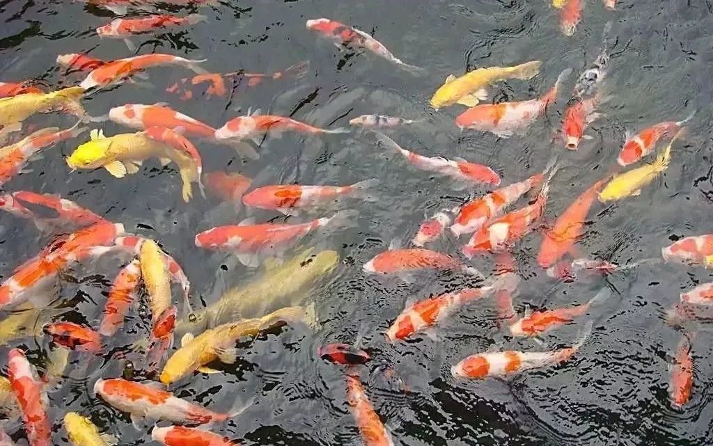 不負(fù)春光，快樂成長——洛陽東外小學(xué)部三年級(jí)研學(xué)旅行