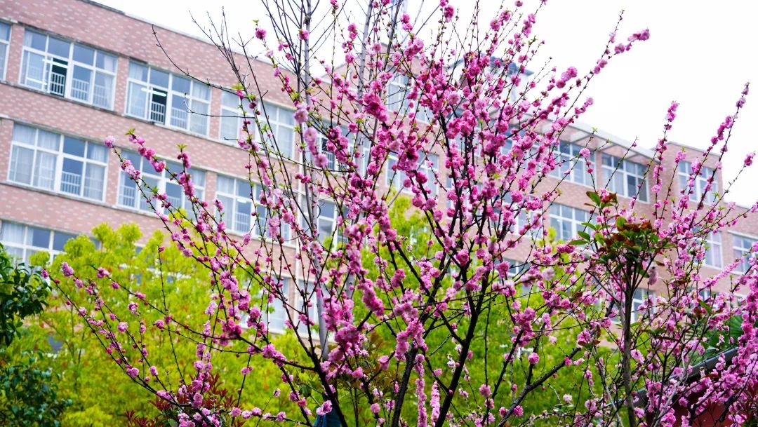繁花似錦綻校園，核檢護(hù)航保平安
