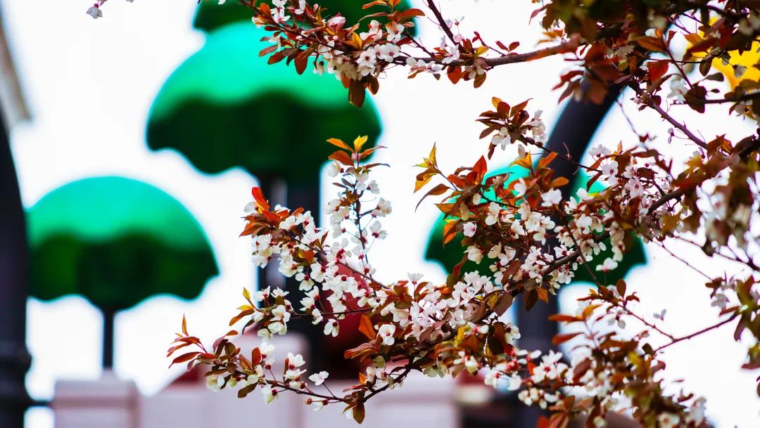 繁花似錦綻校園，核檢護(hù)航保平安