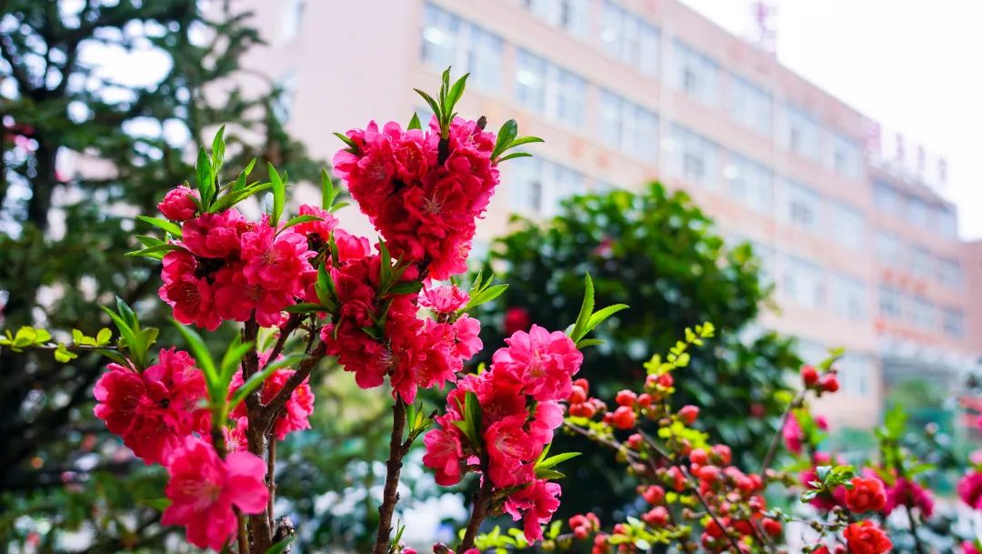 繁花似錦綻校園，核檢護(hù)航保平安