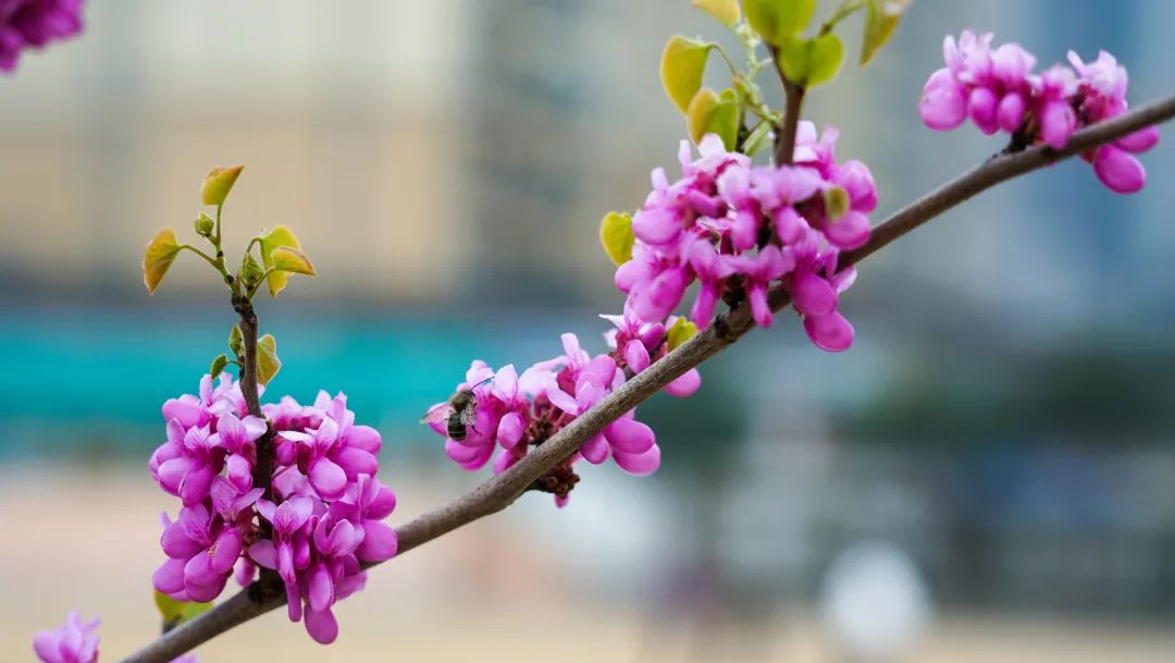 繁花似錦綻校園，核檢護(hù)航保平安