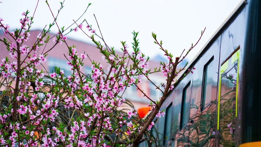 繁花似錦綻校園，核檢護(hù)航保平安