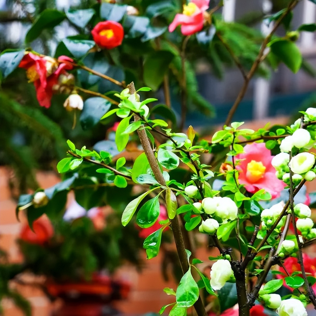 繁花似錦綻校園，核檢護(hù)航保平安