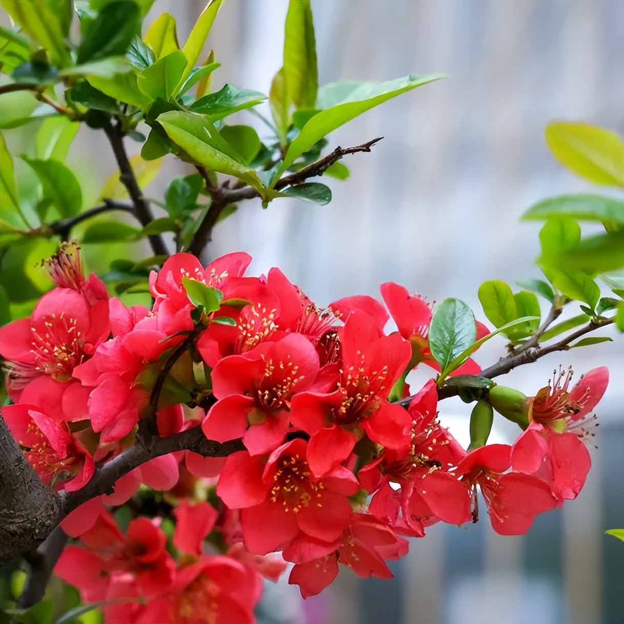 繁花似錦綻校園，核檢護(hù)航保平安